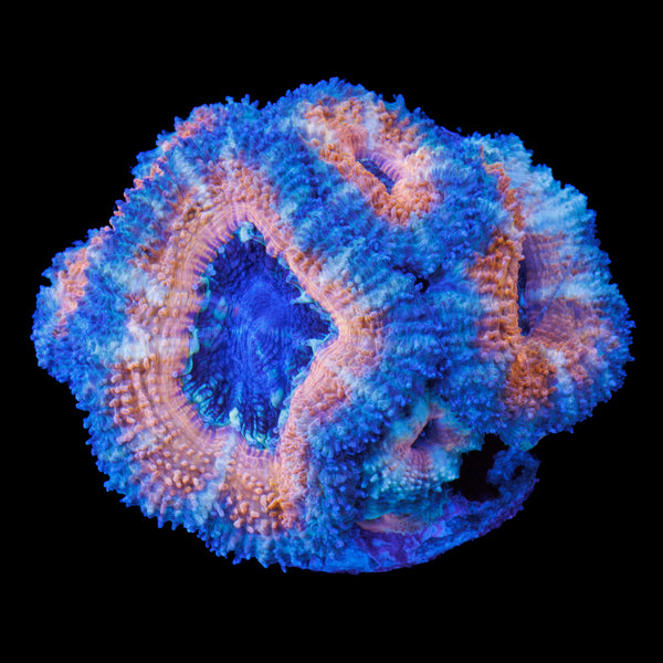 Sunset Peach Acan