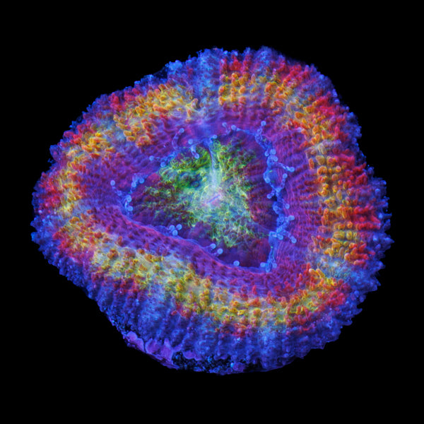 Rainbow Acan 1