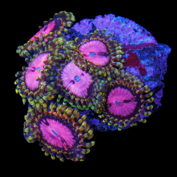 Pink Diamond Zoa