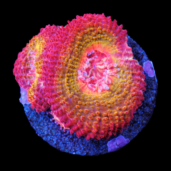 Solar Flare Acan