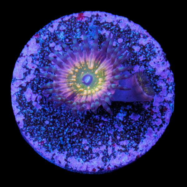 CK Monsters INC Zoa 2 +Baby