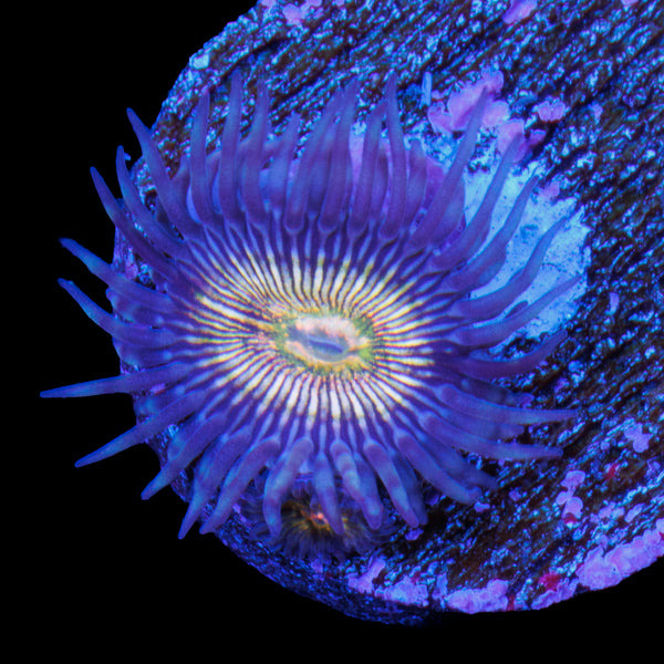 RFU Oscillator Zoa