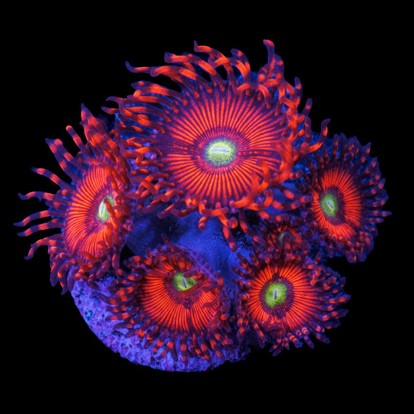 Hyper Phoenix Zoa