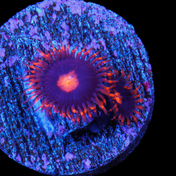 My Clementine Zoa (2 Polyp)