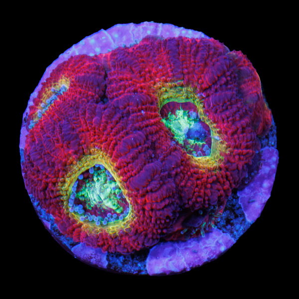 Ruby Red Micromussa