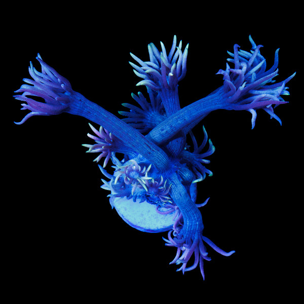 Wonderland Goniopora