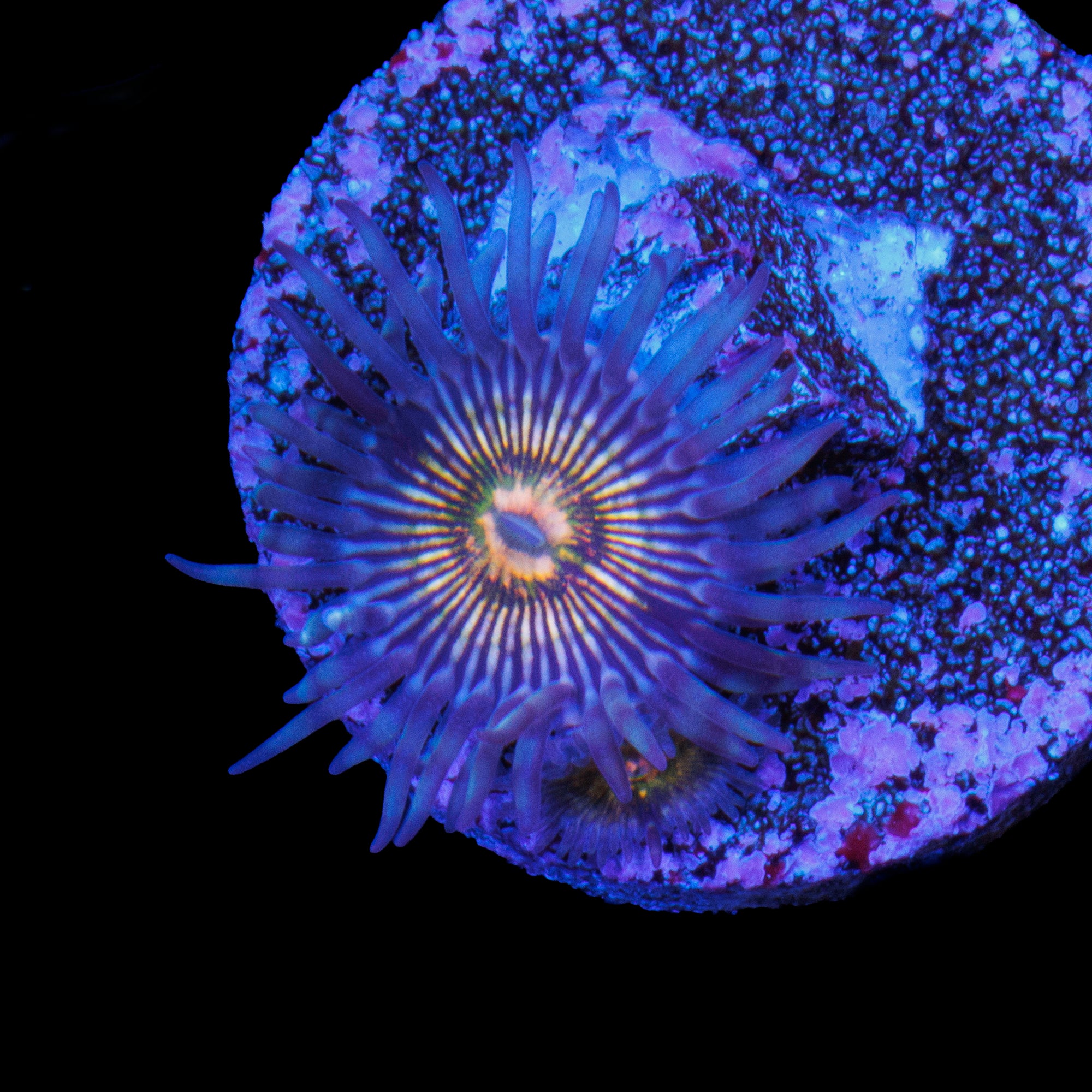 RFU Oscillator Zoa 2