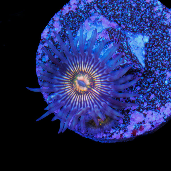 RFU Oscillator Zoa 2