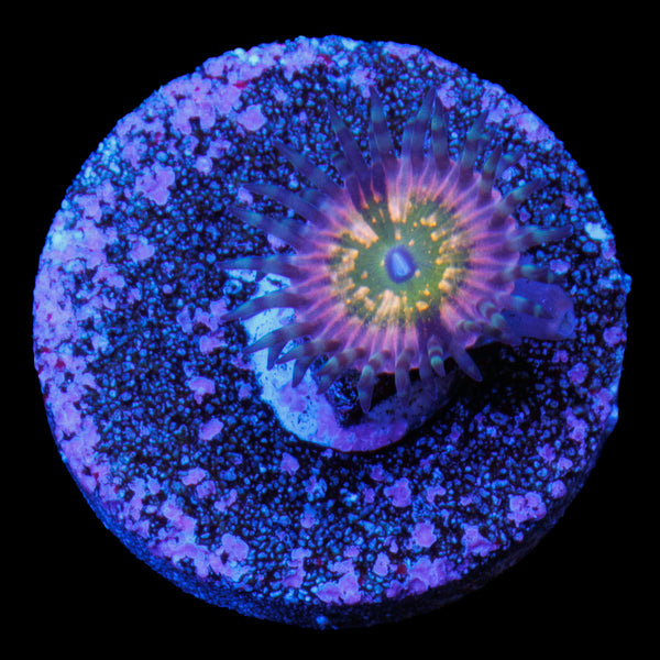 CK Monsters INC Zoa 1 +Baby