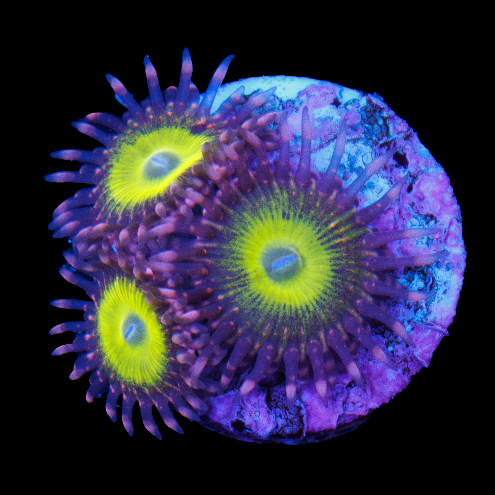 Pink Hippo Zoa