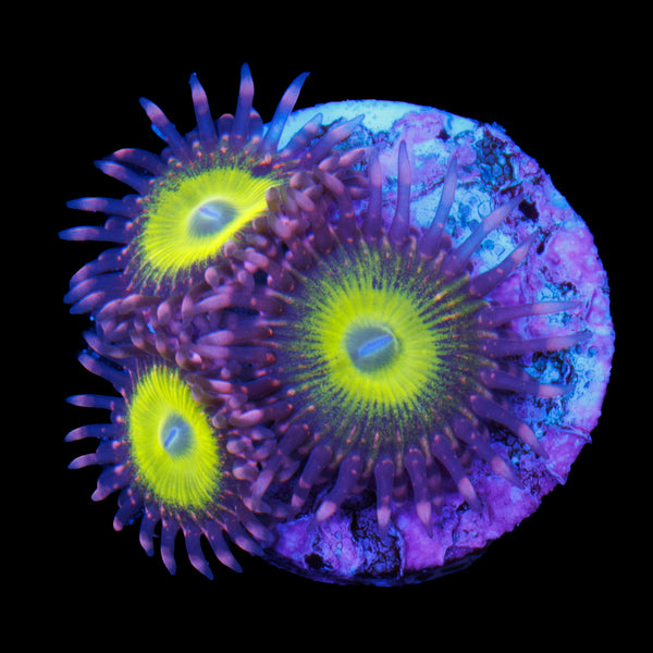 Pink Hippo Zoa