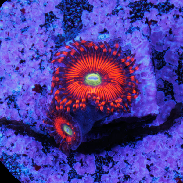 Hyper Phoenix Zoa