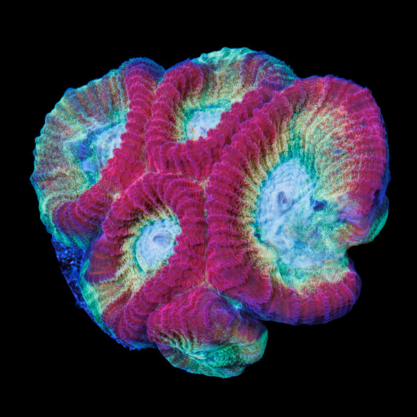 Vortex Favia