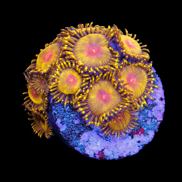 WWC Golden God Zoa