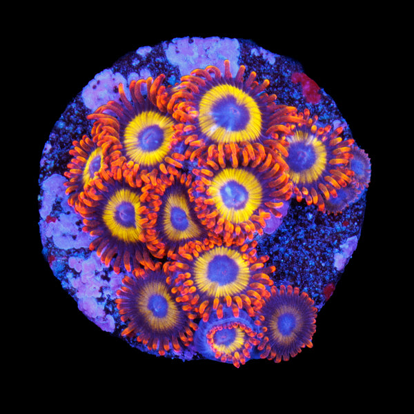 Fruit Loops Zoa