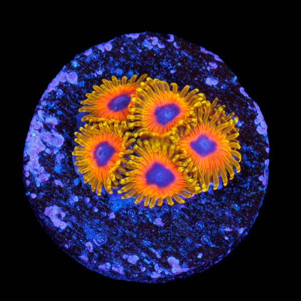 Great Owl Zoa (5 Polyp)