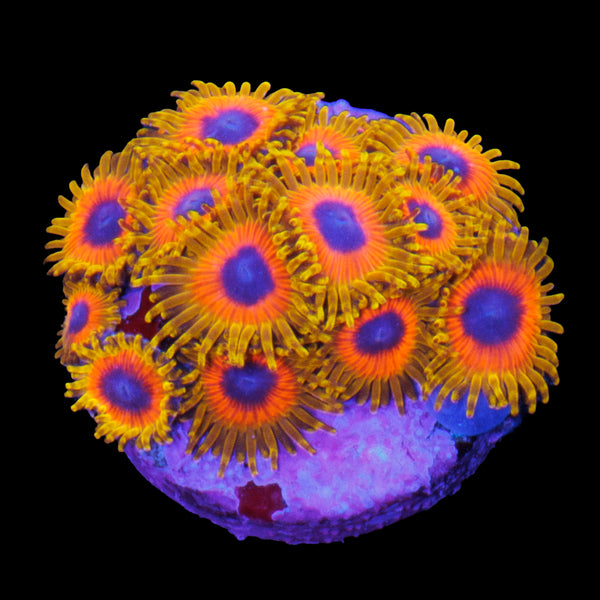 Great Owl Zoa Mini Colony