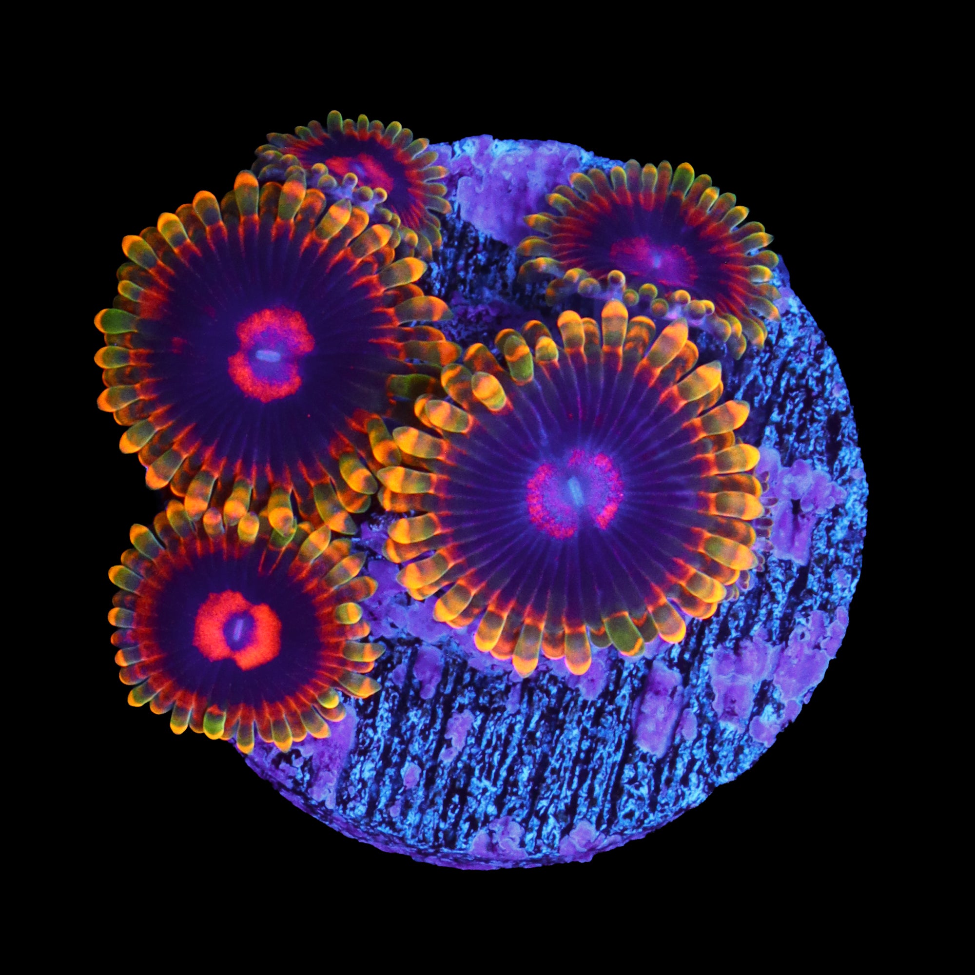 Jedi Mind Trick Zoanthids