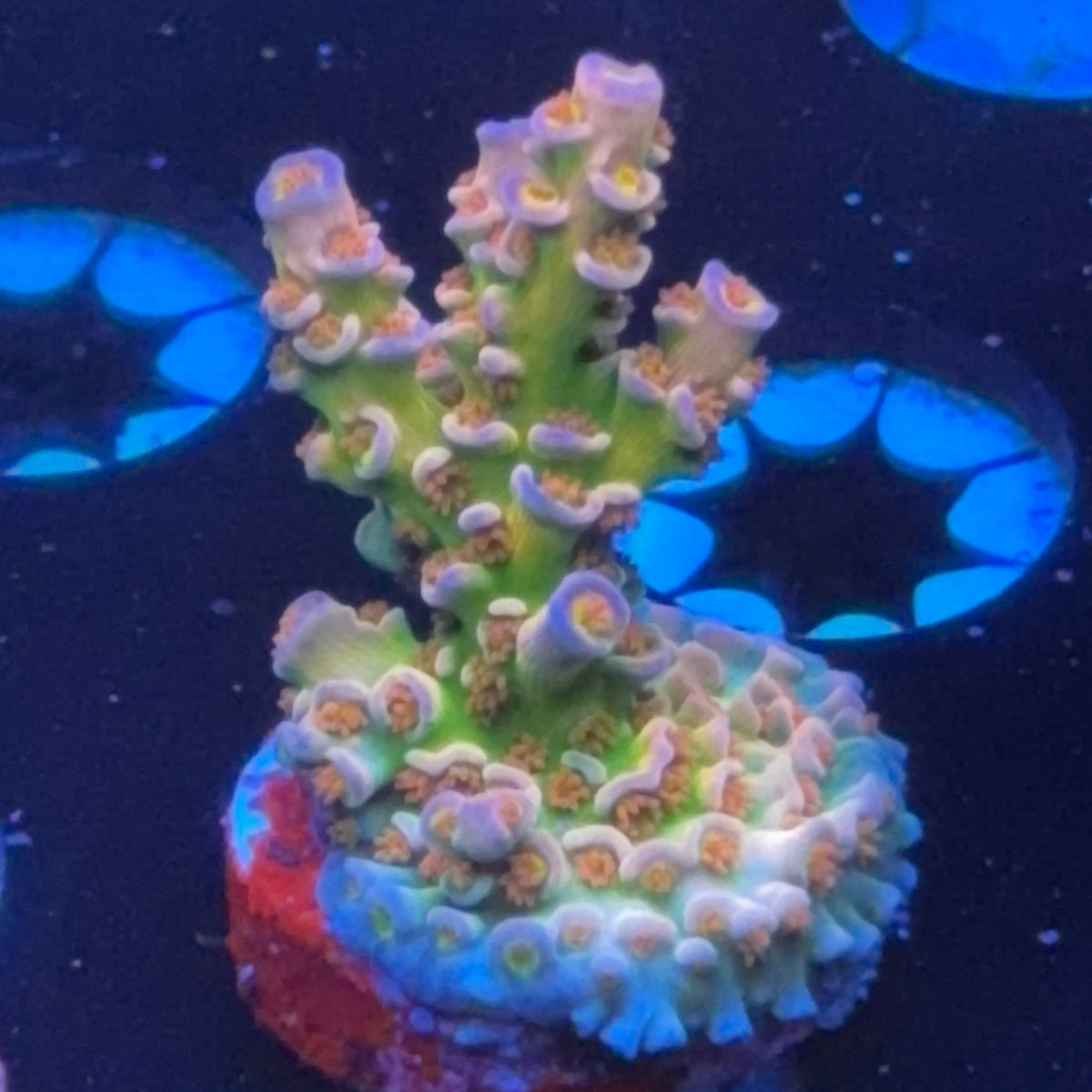 BC Lasermelon frag