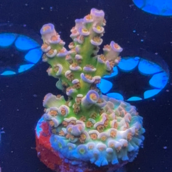 BC Lasermelon frag