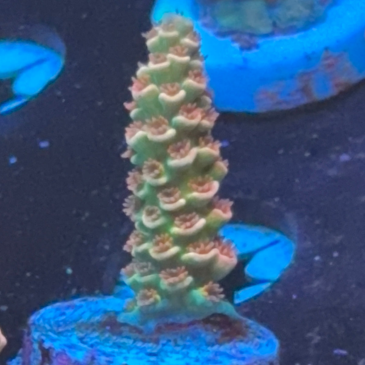RRC Mardi Gras frag