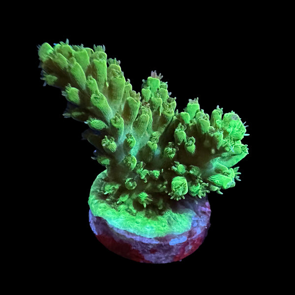 GA Grafted Zues (Green only)