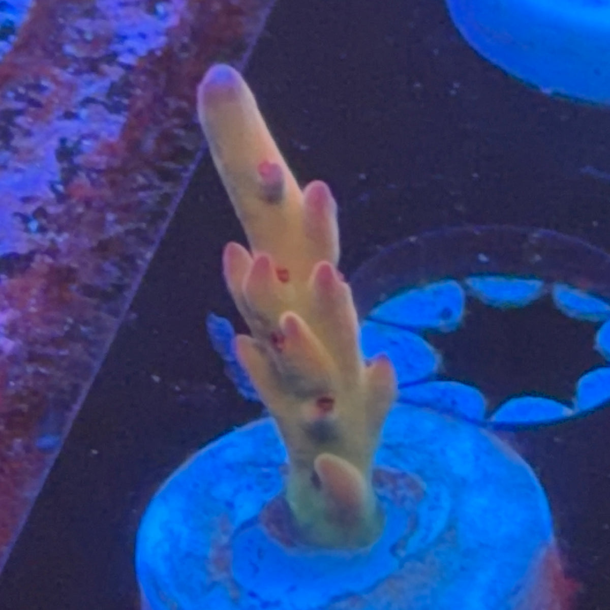 RRC OG Avenger frag