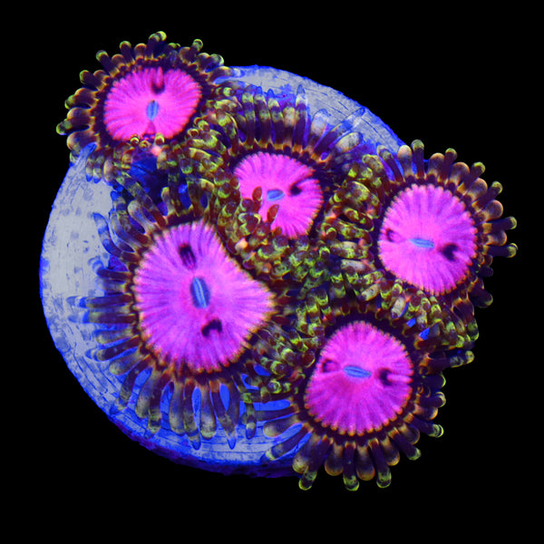 Pink Diamond Zoa