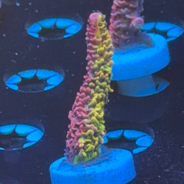 RRC Rainbow Splice frag