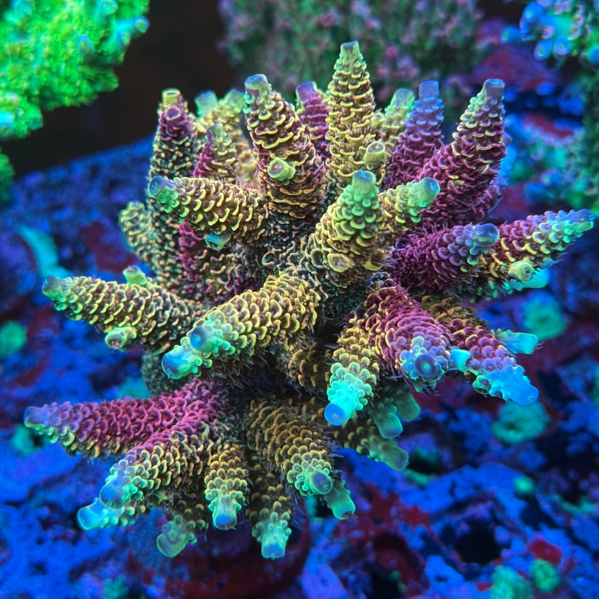 RRC Rainbow Splice mother colony