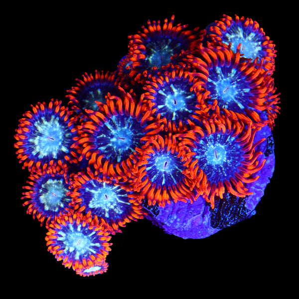Solomon Island Arctic Shock Zoa Colony