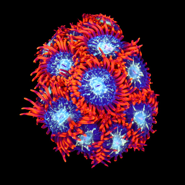 Solomon Island Arctic Shock Zoa Mini Colony
