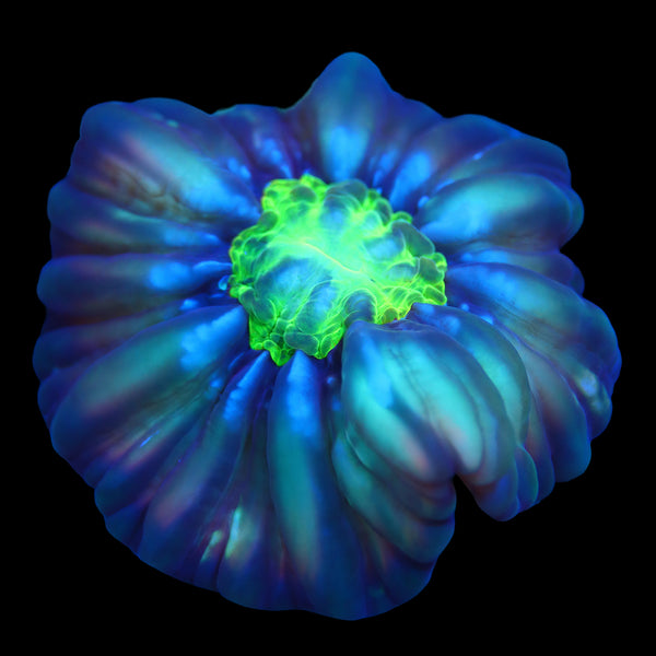 Solomon Island Rare Cat Eye Cynarina