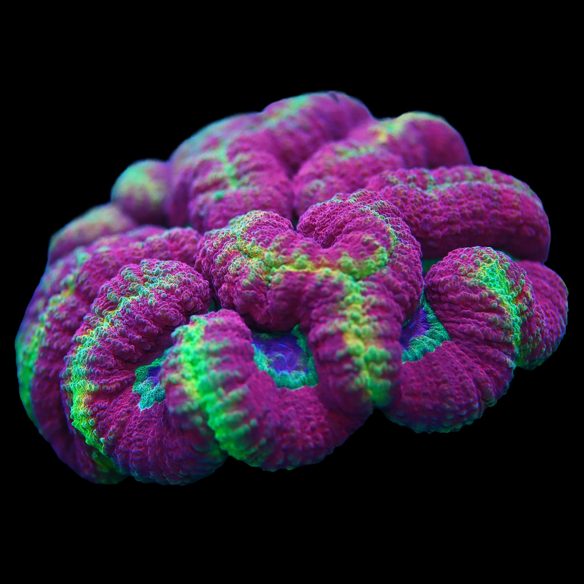 Solomon Island Rare Symphyllia
