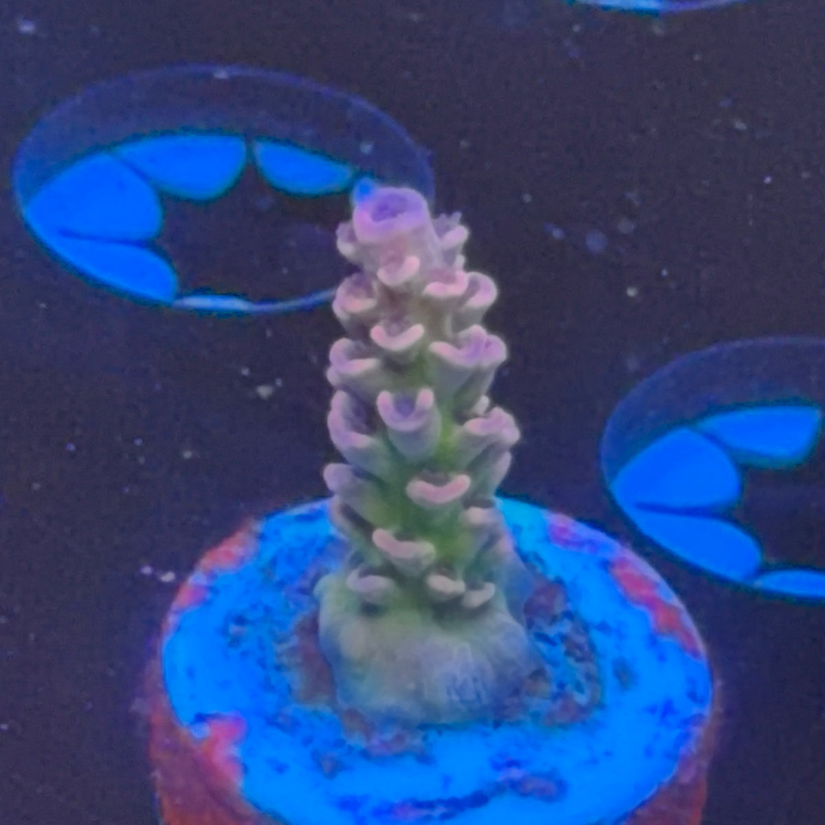 WWC Pink Panther frag