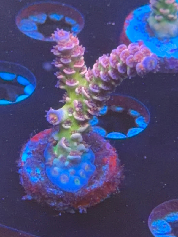 WWC Pink Panther frag