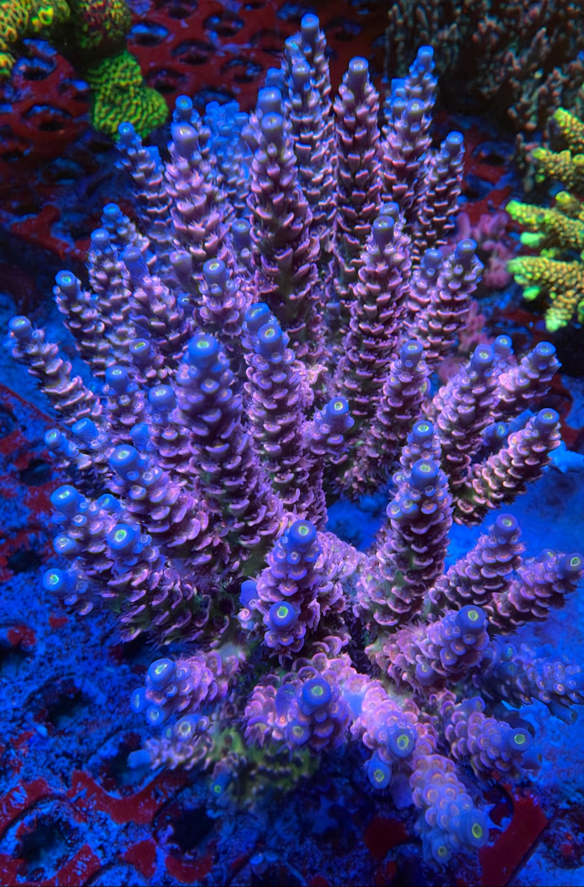 WWC Pink Panther mother colony