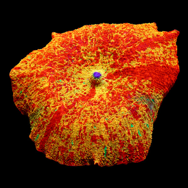 XXL Insane Collectors Jawbreaker Mushroom
