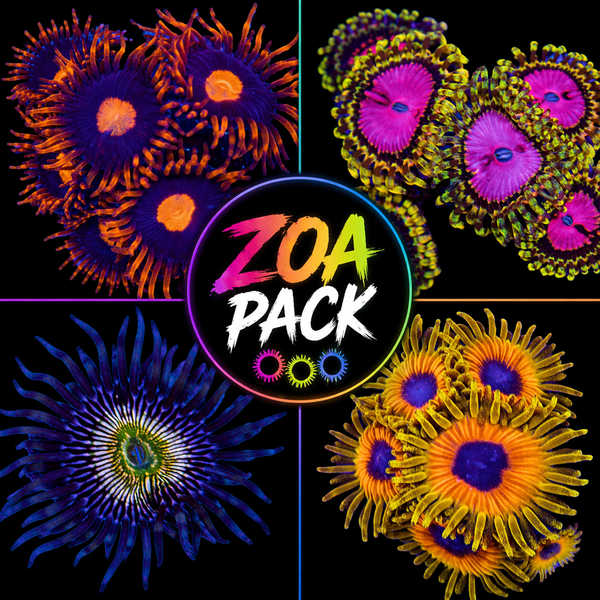 Zoa Pack - Standard