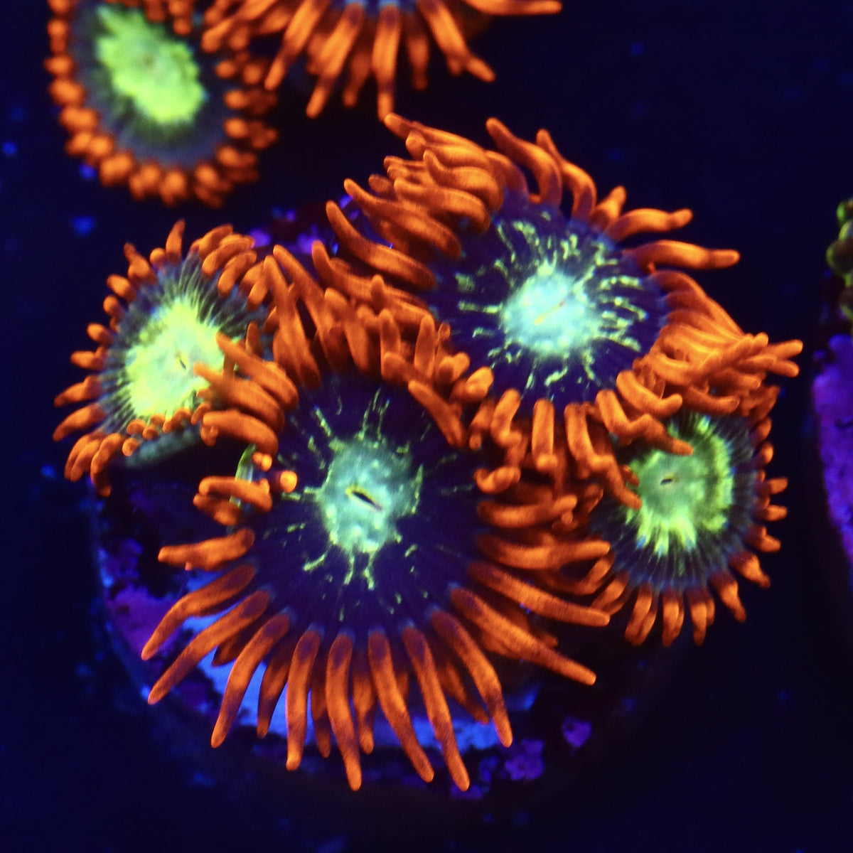 Astral Shift Zoa Almost WYSIWYG
