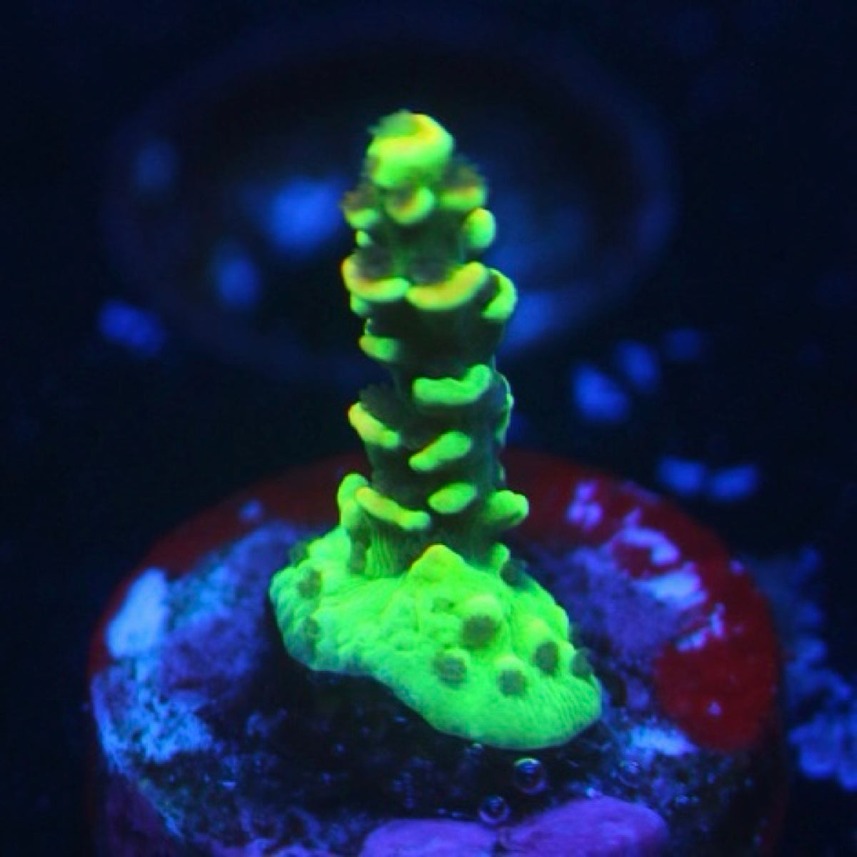 BkChem Fruit Loops Acro