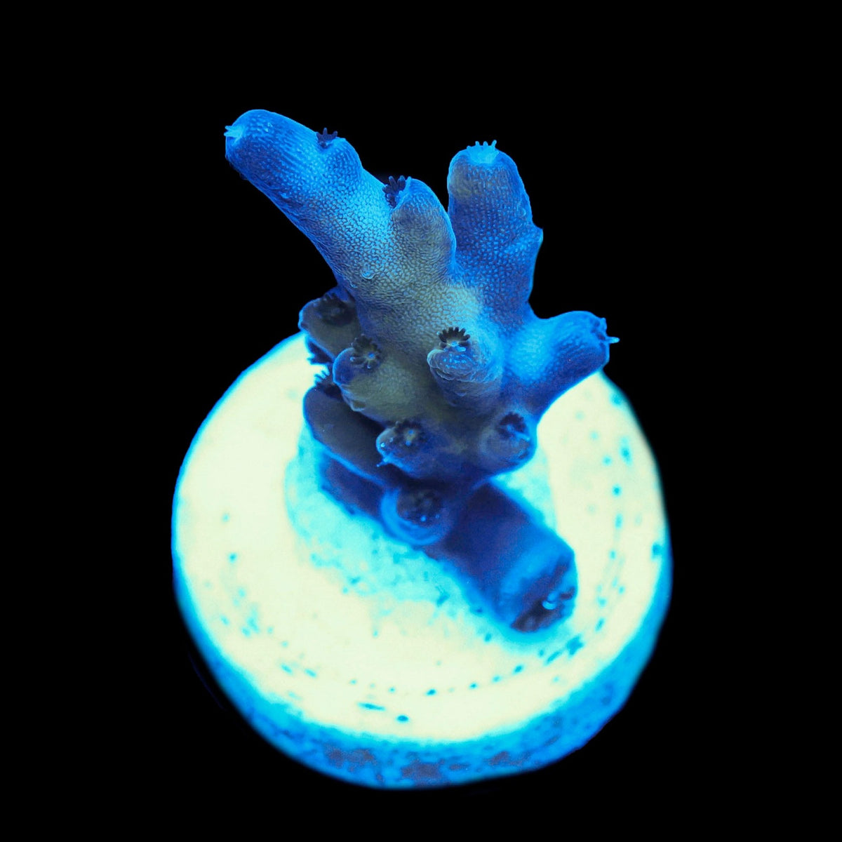Blastoise Smoothie Acro