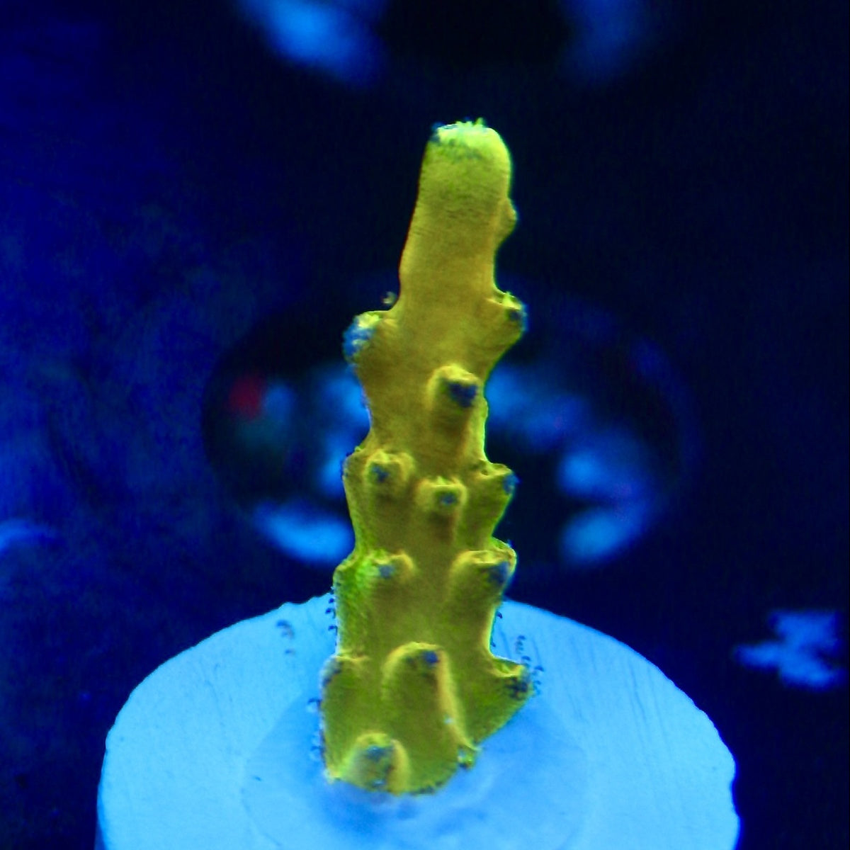 CB Golden Jawdropper Acro