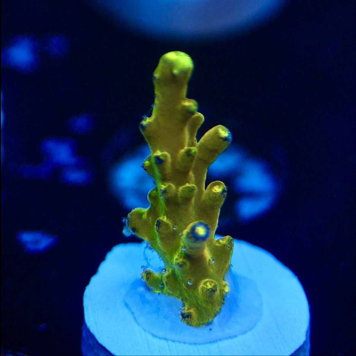 CB Golden Jawdropper Acro