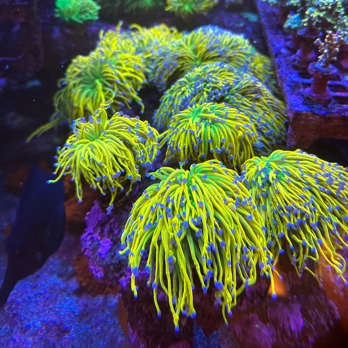 CC24K Torch Coral almost WYSIWYG