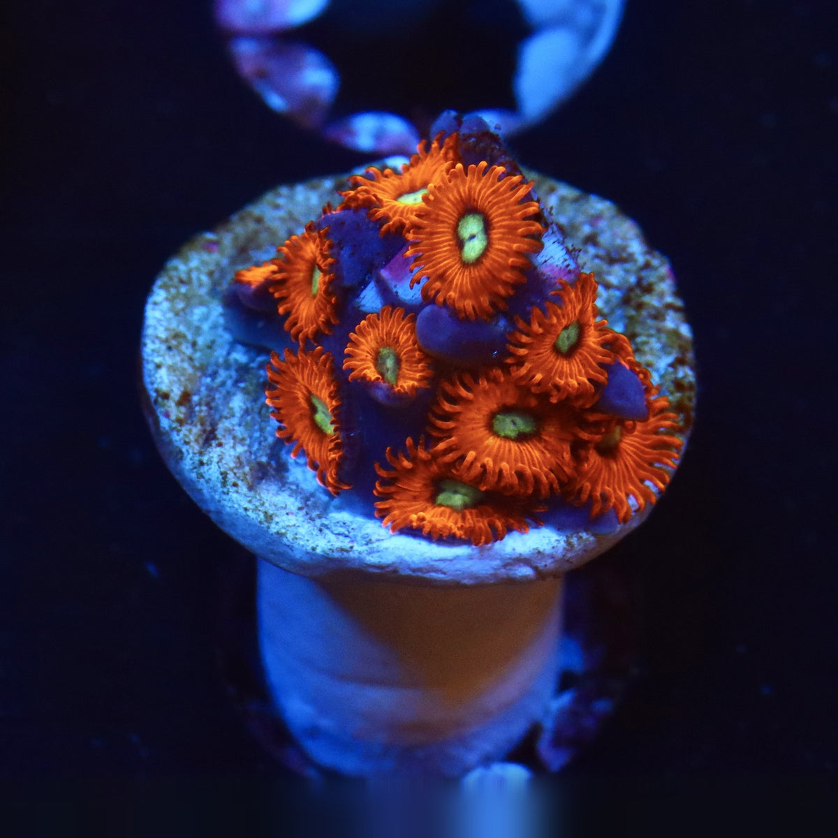 Charmander Zoa Almost WYSIWYG