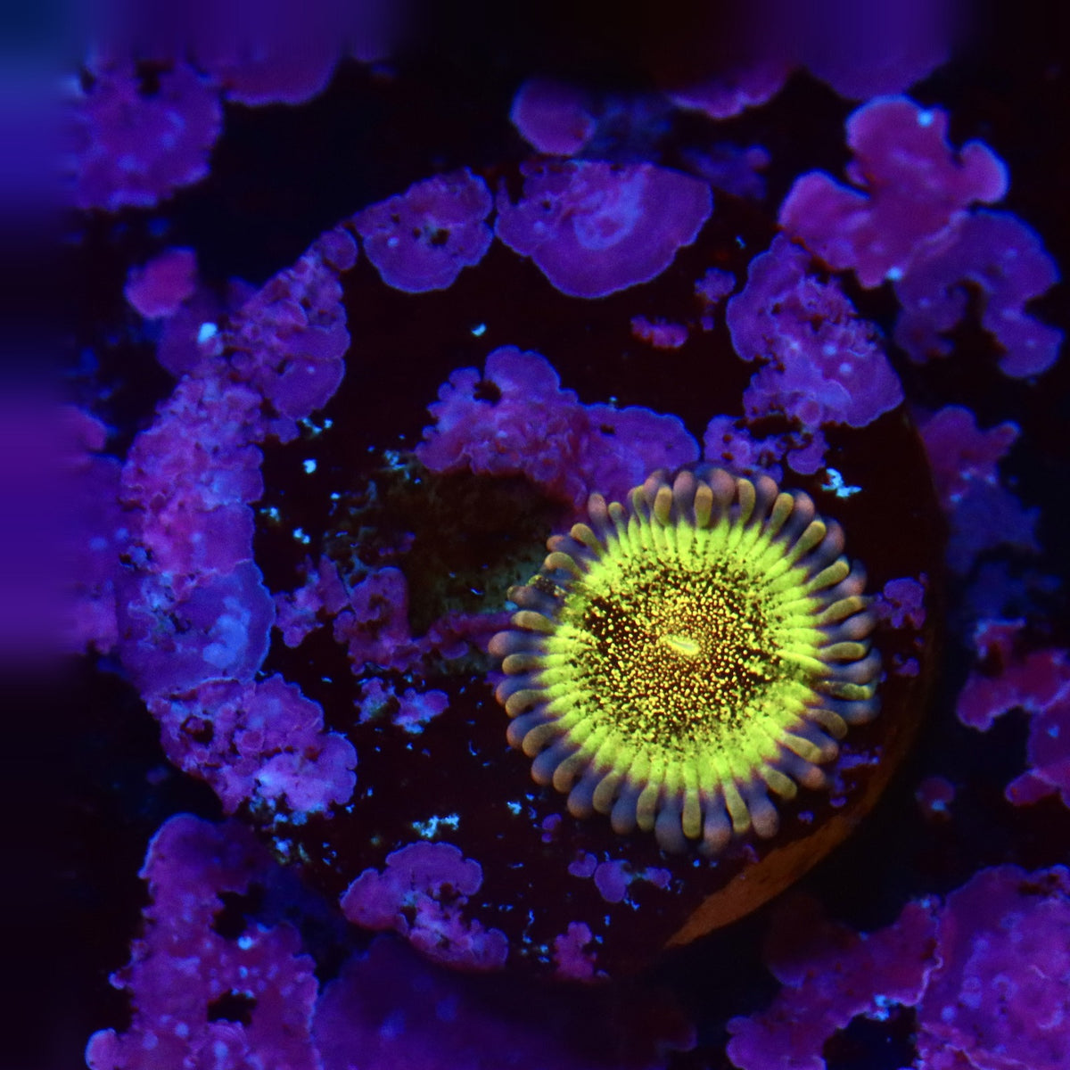 Death Star Zoa Almost WYSIWYG