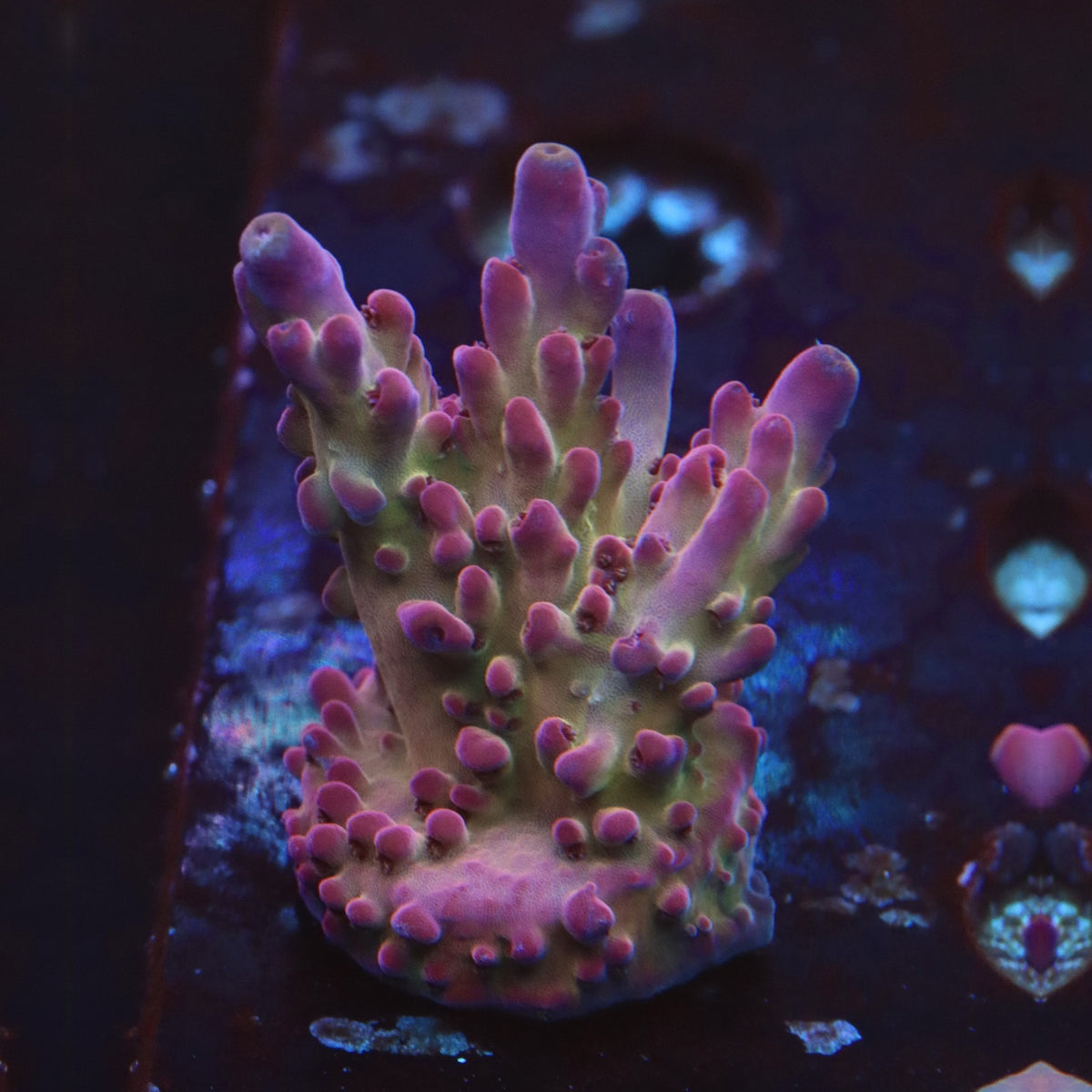 DFS Pink Panther Acro WYSIWYG