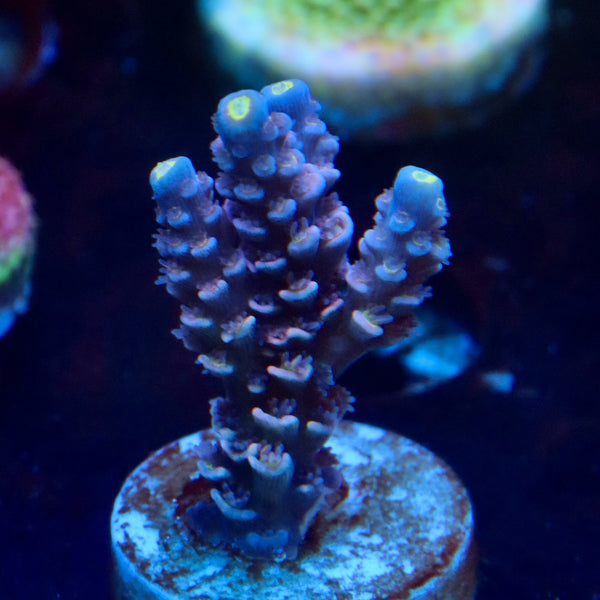 DFS Pink Panther Acro