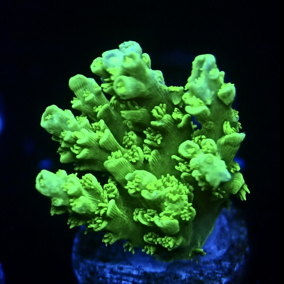 Electric Green Tenuis